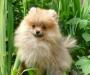 Померанские шпицы превью 1216933.