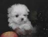 Щенки Мальтийской Болонки превью 1217019.