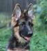 Немецкая овчарка - длинношёрстная девочка варя превью 1217086.