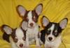 Чихуахуа - крошки-ховрошки 2мес превью 1217332.