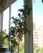 Превью Фикусы, эухарисы(Амазонские лилии) и педилантусы Москва - 1