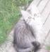Превью Продаются привитые сибирские котята Санкт-Петербург - 3