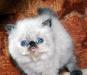 Персидские котята гималайского окраса превью 1218255.