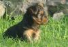 Щенки превью 1218753.
