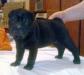 Продаю черного щенка шар-пея превью 1218754.