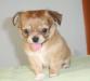 Щенок чихуахуа. Мальчик. Окрас рыжий превью 1219009.