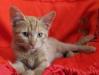 В дар ярко-рыжий котенок, 3 мес превью 1219052.