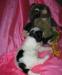 Превью Щенок китайской хохлатой (пуховый) Краснодар - 2