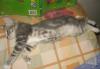 Превью Котёнок пацанчик около 2 мес.в добрые руки Москва - 2