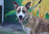Превью Тигровый метис Грей ищет дом, возраст 1 год Москва - 1