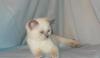 Продается котенок британец колор-пойнтового окраса превью 1221567.