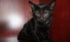 Отдам котят в хорошие руки с Р о Ч н О превью 1221939.