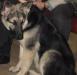 Восточно-европейская овчарка щенки превью 1220215.