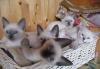 Котята превью 1223673.