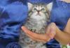 Котик (полтора месяца). Настоящая умница. Отдам превью 1223746.