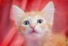 Маленький Рыжик - очаровательный котенок в дар превью 1220432.