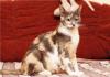 Превью Трёхцветная кошечка Алиса, приносящая удачу, ищет Санкт-Петербург - 3