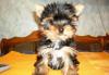 Йоркширский терьер мальчик 15000 и кобель для вязк превью 1225896.