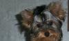 Йоркширские терьеры из питомника " Любимое Хобби" превью 1227098.