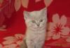 Британские короткошёрстные котята превью 1227381.