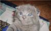 Британские и вислоухие котята однотонные и мрамор превью 1227585.