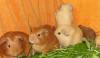 Продаются морские свинки Английские селфы превью 1227599.