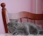 Превью Элитные Британские  Шотландские котята - мальчики Москва - 1