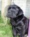 Превью Элитные щенки кане корсо черного окраса Москва - 1