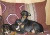 Щенки той-терьера превью 1228968.