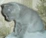 Котенок шотландский страйт,2 мес. недорого1 превью 1220931.