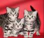 Шотландские вислоухие и прямоухие мраморные котята превью 1229383.