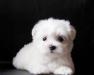 Мальтезе (мальтийская болонка) Только для Вас превью 1230056.