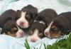Щенки бигля превью 1230191.