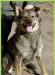 Отдается в хорошие руки кобель.в загородный дом превью 1230192.