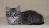 Сибирские и Невские маскарадные котята превью 1231257.
