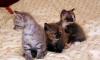 Превью Внеплановые британские котята Санкт-Петербург - 2