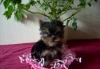 Йоркширского терьера , щенки , 3 мес превью 1232523.