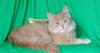 Отличный котенок, мальчик, недорого превью 1232699.