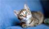 Котёнок - мисс совершенство превью 1233080.