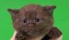 Высокопородные шоколадные и мраморные котята превью 1233971.