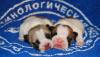 Превью Удивительно-красивые фр.бульдоги от Чемпионов Москва - 2