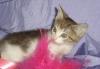 Котенок-девочка 1.5 мес в дар превью 1235616.