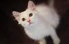 Белые пушистые котята ищут хозяев превью 1235714.
