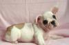 Французский бульдог.  Мальчик бело-рыжего окраса превью 1235784.