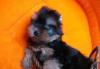 Превью Йоркширский терьер Санкт-Петербург - 3