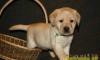 Куплю щенка пароды лабрадор превью 1230789.