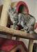 Превью Котенок мейн кун.Самые крупные домашние кошки Краснодар - 1