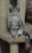 Превью Котенок мейн кун.Самые крупные домашние кошки Краснодар - 2