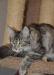 Превью Котенок мейн кун.Самые крупные домашние кошки Краснодар - 3