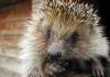 Ушастый степной ёжик превью 1237110.